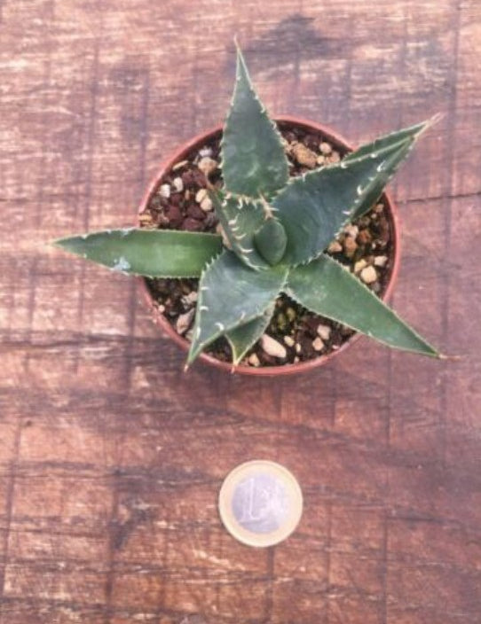 Agave Utahensis Erborispina kingstone