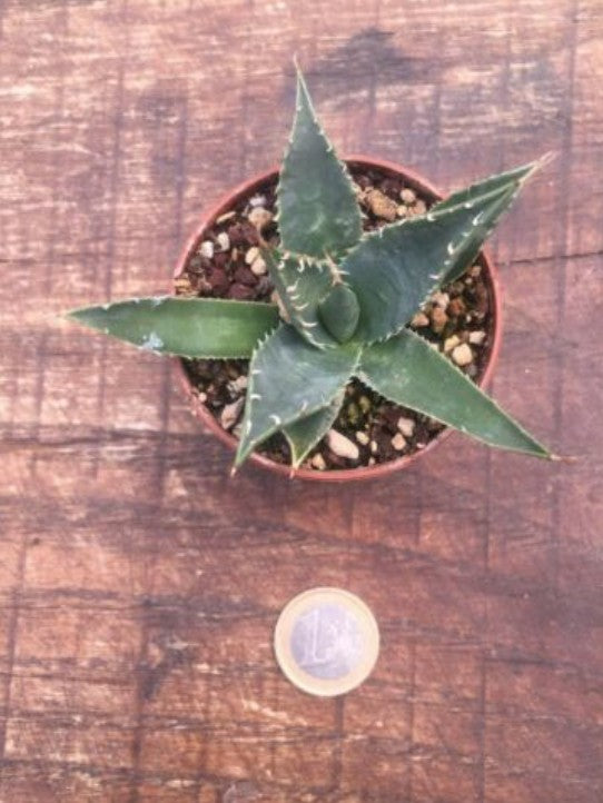 Agave Utahensis Erborispina kingstone