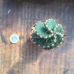 Cereus forbesii spiralis