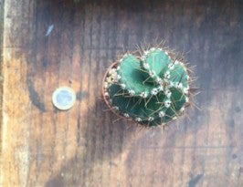 Cereus forbesii spiralis