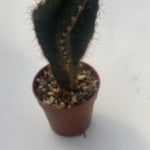 Cereus forbesii spiralis