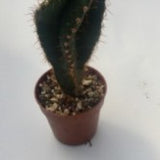 Cereus forbesii spiralis