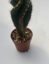 Cereus forbesii spiralis