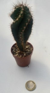 Cereus forbesii spiralis