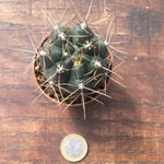 Gymnocalycium Gibbosum Nobile