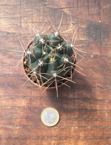 Gymnocalycium Gibbosum Nobile