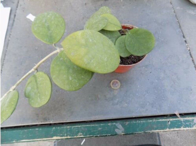 Hoya obovata