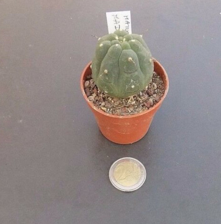 Matucana madisonorum