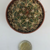 Melocactus delessertianus