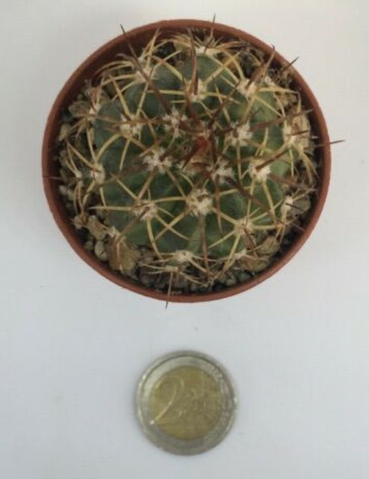 Melocactus delessertianus