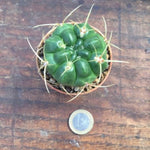 Gymnocalycium monvillei p. 12 sierra tulumba