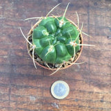 Gymnocalycium monvillei p. 12 sierra tulumba