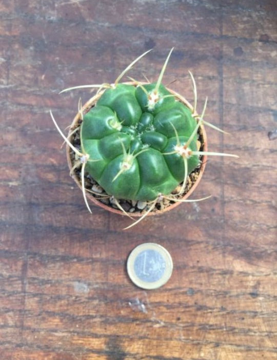 Gymnocalycium monvillei p. 12 sierra tulumba