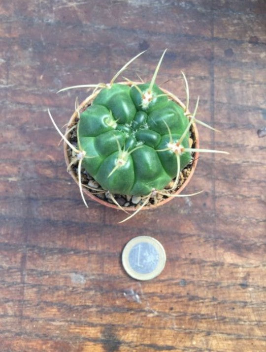 Gymnocalycium monvillei p. 12 sierra tulumba