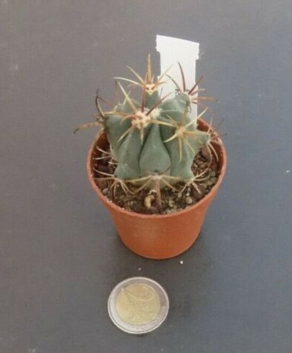 Ferocactus rectispinus spina gialla