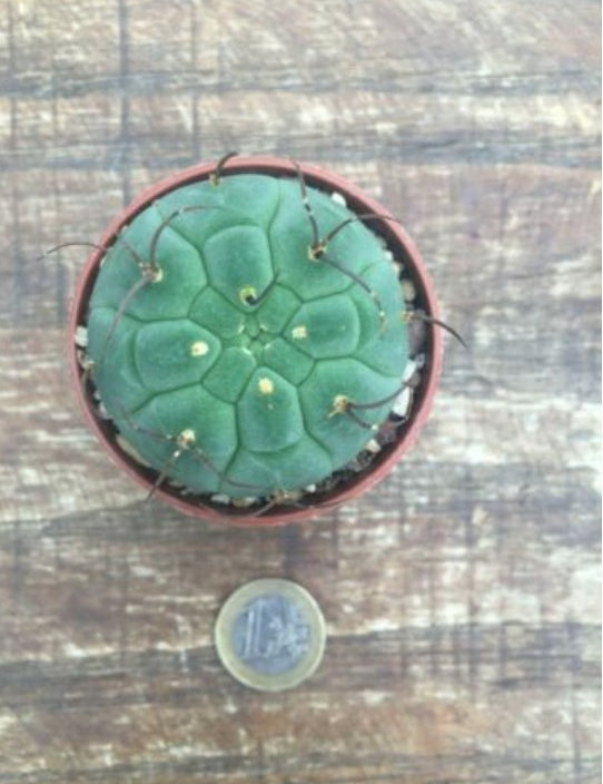 Matucana madisoniorum v. horridispinum 
