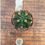 Lobivia hualfinensis 