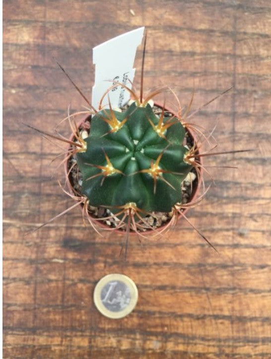 Lobivia hualfinensis 