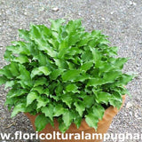 Hosta Minor