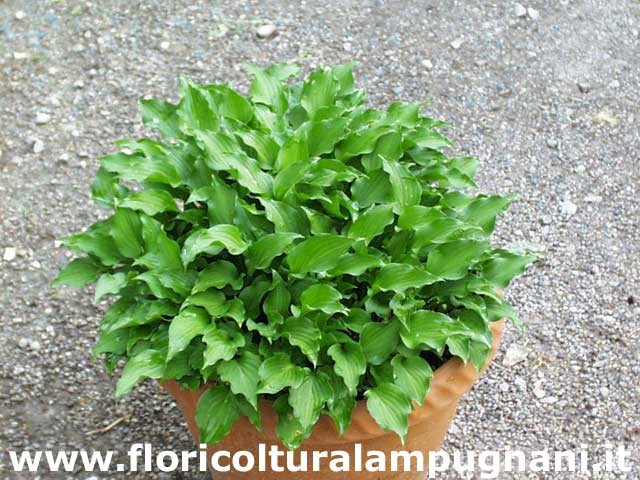 Hosta Minor