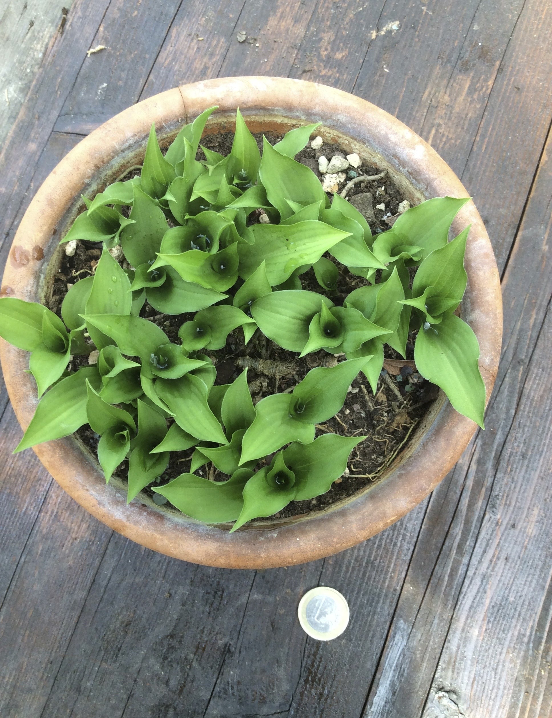 Hosta Minor