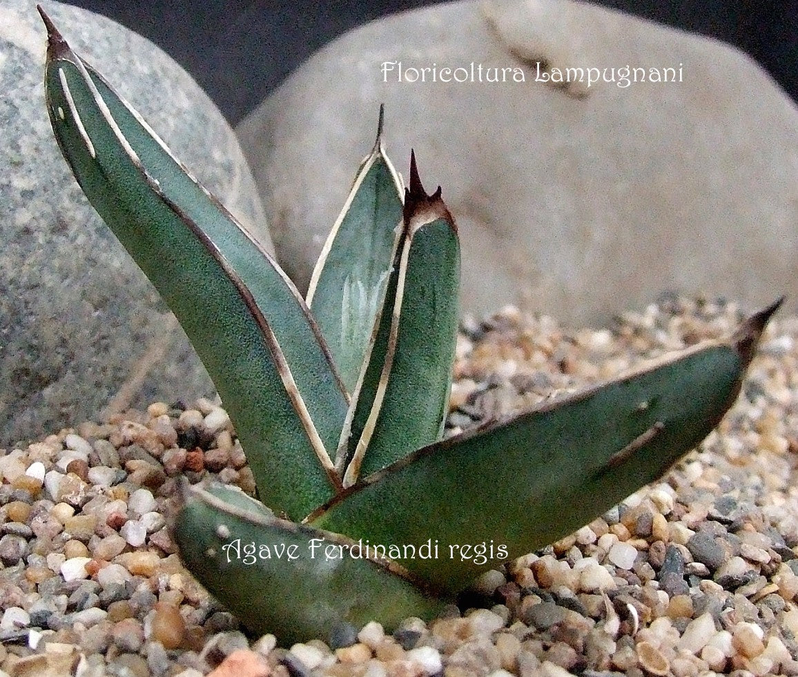 Agave ferdinandii regis -reistenza -12°