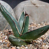 Agave ferdinandii regis -reistenza -12°