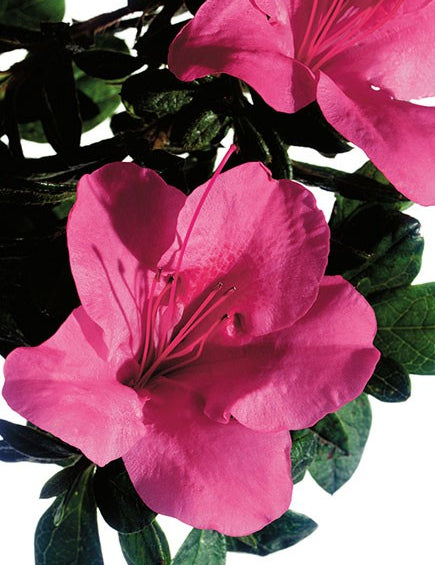 Azalea Encore Carnival  (r)