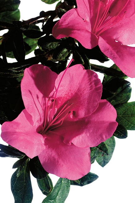 Azalea Encore Carnival  (r)