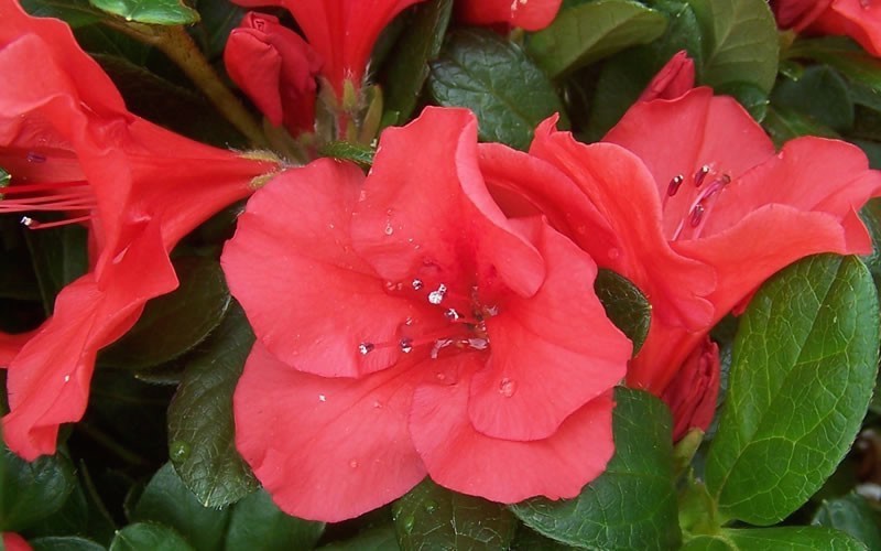 Azalea Encore Sunset  (r)