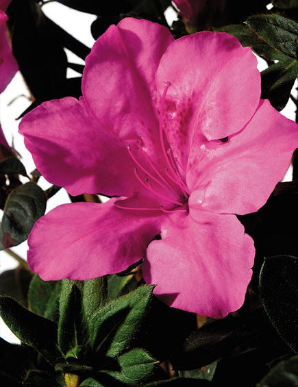 Azalea Encore Sangria  (r)