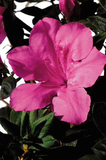 Azalea Encore Sangria  (r)