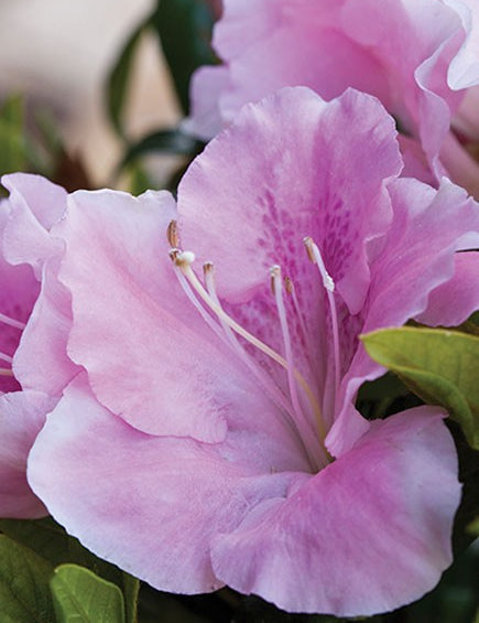 Azalea Encore Sweetheart  (r)