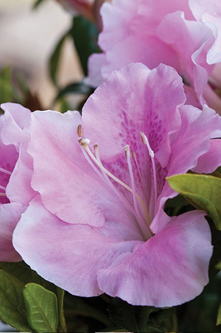 Azalea Encore Sweetheart  (r)