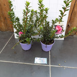 Azalea Encore Empress (r)