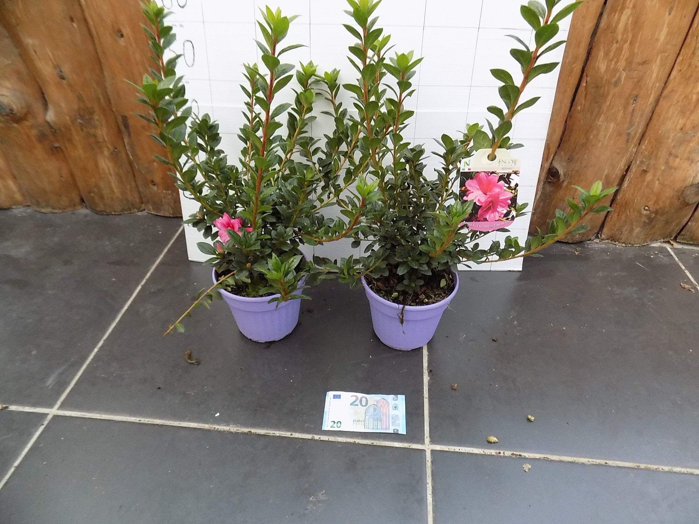 Azalea Encore Empress (r)