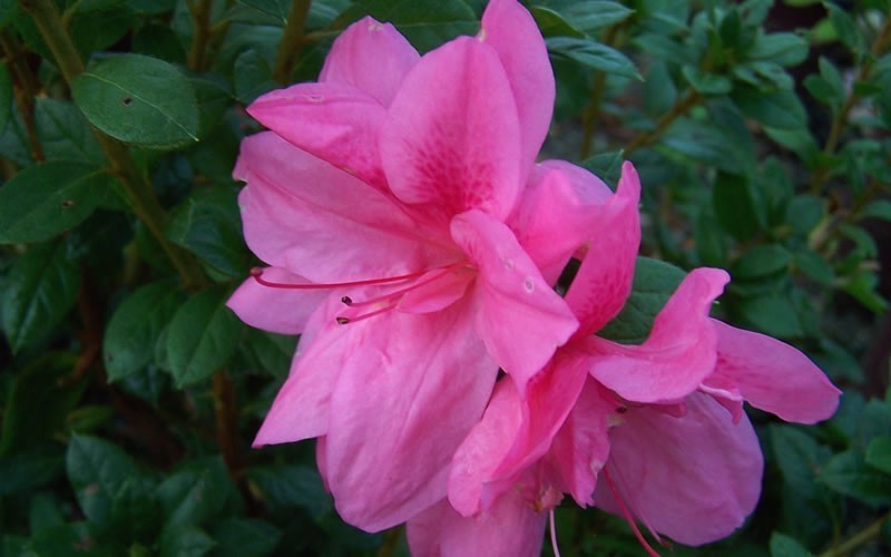 Azalea Encore Empress (r)