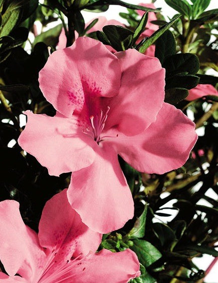 Azalea Encore Debutante  (r)
