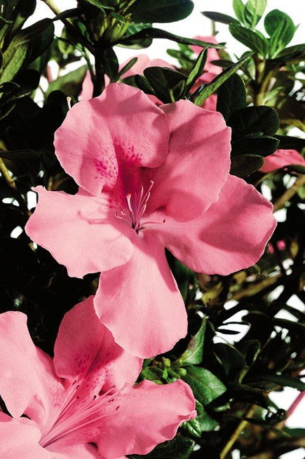Azalea Encore Debutante  (r)