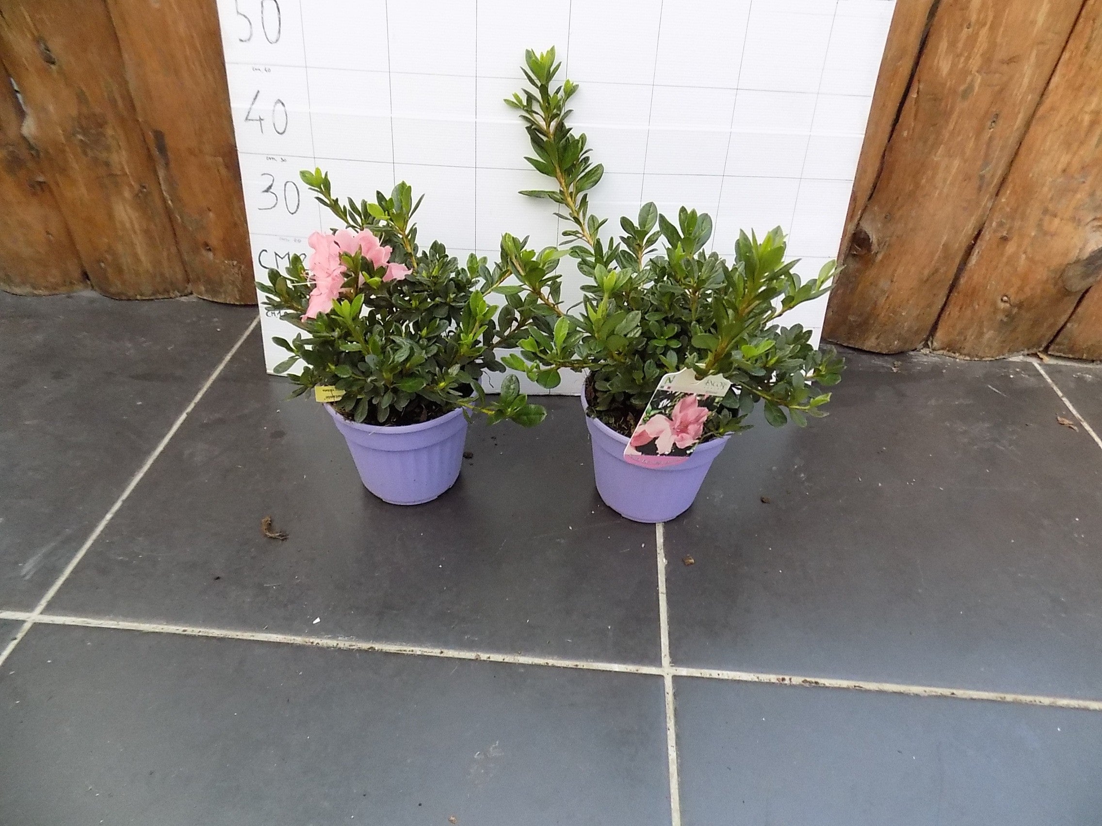 Azalea Encore Debutante  (r)