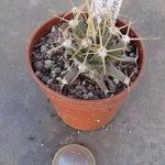 Ferobergia compacta