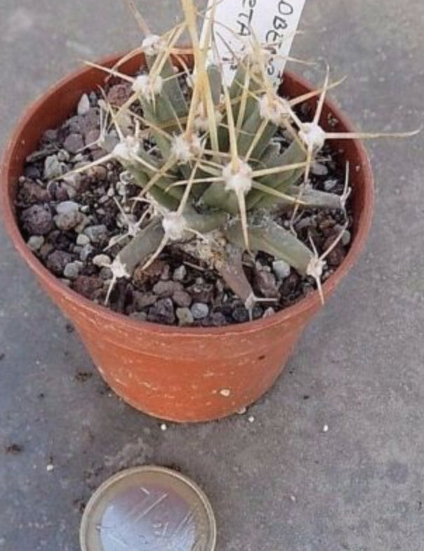 Ferobergia compacta