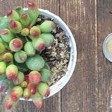 Adromischus Clavifolius