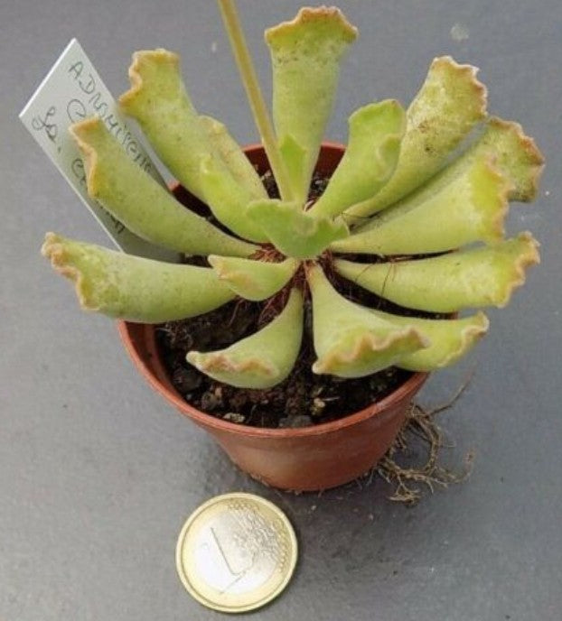 Adromischus cristatus fa. chiara 