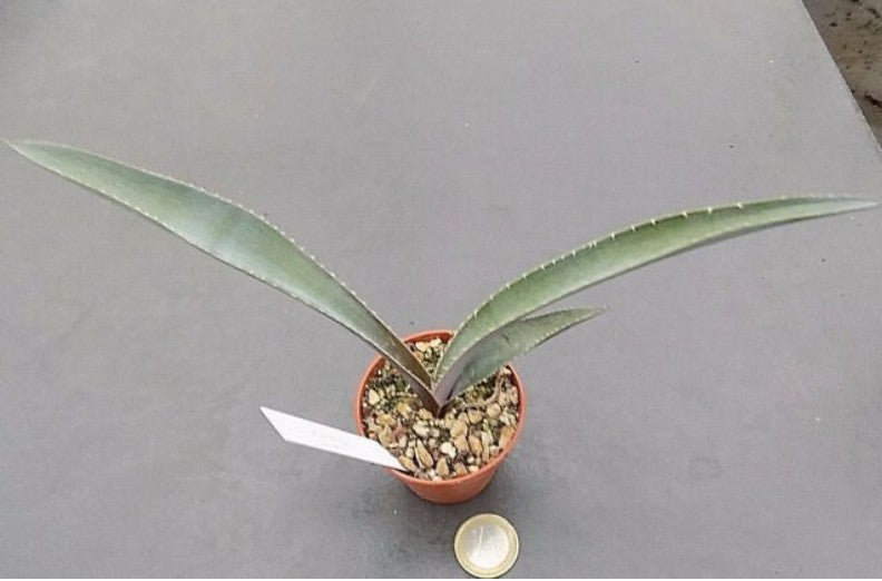 Agave rhodacantha dwarf  
