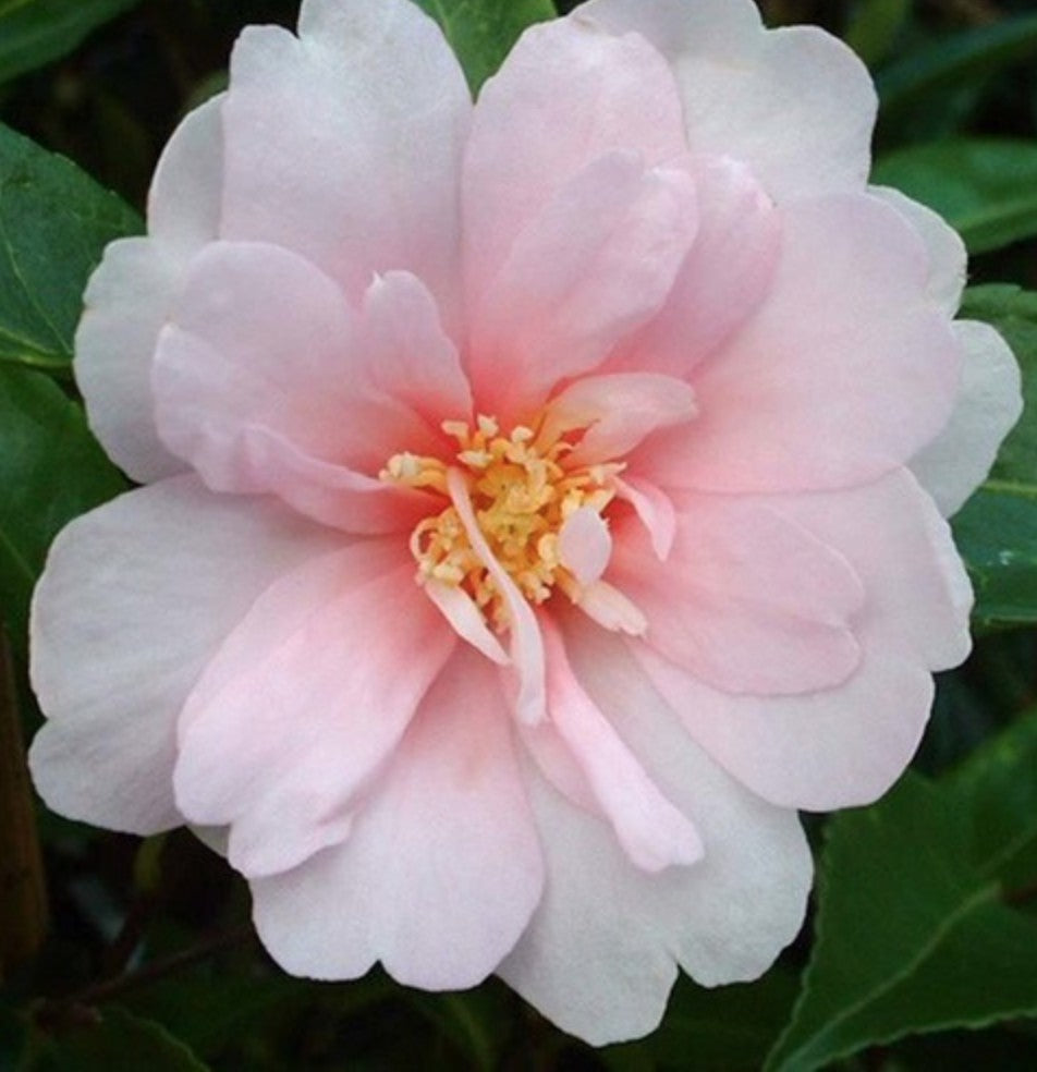Camelia sasanqua Jean May