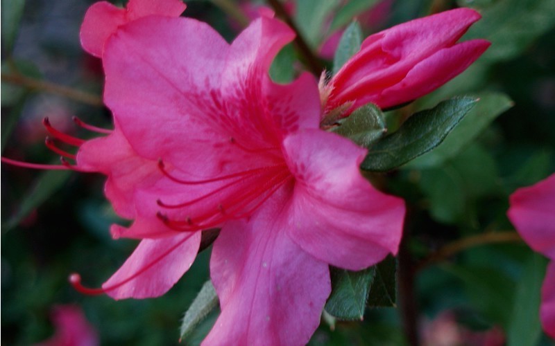 Azalea Encore Sundance