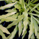 Hosta Kabitan