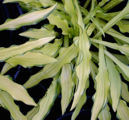 Hosta Kabitan