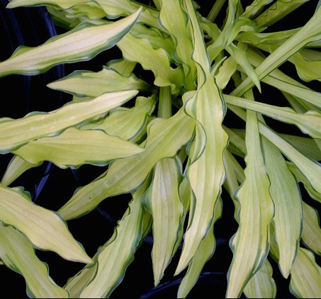 Hosta Kabitan